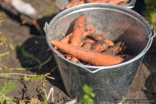 Студотряды Гомеля собирают морковь на полях ОАО «Комбинат “Восток”»